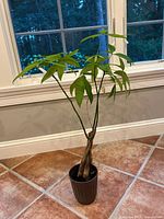 Full view of the braided Money Tree plant showing green leaves and pot on tiled floor near a window.