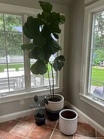 Photo showing large Fiddle Leaf Fig in white and black large pot, smaller Rubber Plant in blue pot, and empty white textured pot grouped near a window.