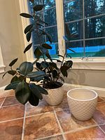 Rubber plant in one off-white ceramic textured pot and one empty off-white ceramic textured pot on tile floor near window