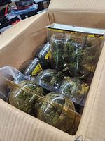 Box containing several blister packs of Woodland Scenics Realistic Trees and loose track pieces