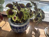 House plant with large burgundy and green leaves in a blue and white ceramic pot, placed near a window on wooden floor.