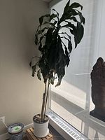 Full view of tall leafy indoor plant in ribbed white ceramic pot near a window with natural light. Plant leaves have minor browning at tips.