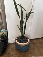 Full view of live snake plant in blue pot with decorative rocks showing height and structure of plant.