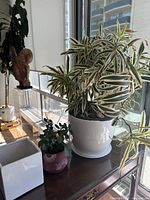 Wide shot showing two live indoor plants, one with variegated leaves in white pot, one smaller flowering plant in pink and white ceramic pot, both on wooden table by window.