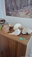 Lot of six assorted sea shells displayed on wooden surface with artwork in background.