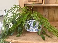 Front view of mixed houseplants showing fern and variegated leaf plant in blue floral ceramic pot on wooden surface.