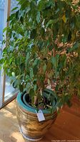 Full view of live ficus plant in ceramic pot near window.