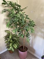 Photo showing both faux plants together, one a tall Ficus in a pink plastic pot, the other a green leafy plant in a wicker basket.