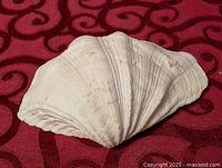 Top view of ridged white seashell