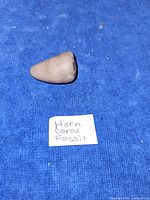 Side profile of conical horn coral fossil on blue background with handwritten label