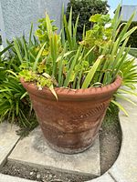 Full view of large terracotta planter with green plants growing inside on a concrete patio.