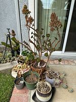 Wide view showing several potted plants with some dried foliage and flowers in front of a sliding glass door