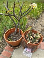 Two terra cotta planter pots side by side on pavement, one with blooming plant one with smaller plant