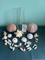 Entire lot showing glass vase and all shells displayed