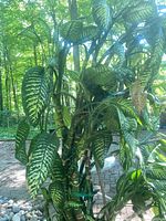 Tall Dieffenbachia plant with variegated green and white leaves surrounded by outdoor greenery.