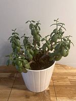 Front view of the jade plant succulent in a white pot with multiple thick green leaves and stems.