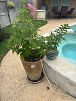 Full view of a tall live green plant in a large clay planter with drainage saucer beside a pool edge with a small ornate ceramic lantern.
