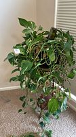 Full view of the Pothos plant on wooden stand showing the trailing vines and leaves.