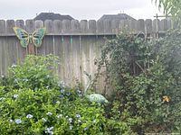 Wide view of the swan yard statue among green plants with butterfly mounted on fence above it.