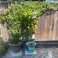 Both potted vines climbing on fence, showing size and foliage