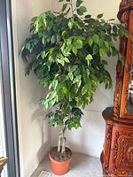 Full view of artificial ficus tree in corner showing entire height and pot