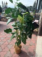 Full view of artificial plant in wicker planter outdoors