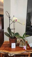Orchids displayed on a wooden surface, showing one orchid in a brown pot with flowers and leaves, and the other orchid with roots in a glass container and a single flower.
