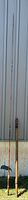 Full view of two antique wooden fly-fishing rods showing length and handle detail