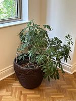 Live Schefflera plant in a dark brown woven wicker basket placed on wooden floor next to window and wall corner.