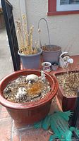 Wide-angle showing six pots including large red ceramic, two plastic pots, medium concrete pot, and small ceramic pots with dried plants. Green ceramic frog sprinkler on ground nearby.