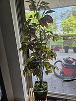 Artificial Croton plant standing approximately 4 feet tall near a glass window with variegated leaves and black square planter with moss.