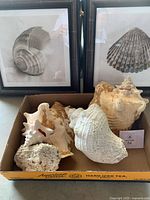 Two framed prints and four large seashells in box