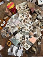 overview of mixed rocks, minerals, shells, geodes, containers, claw cast