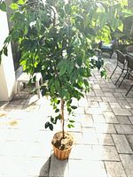 Full view of artificial potted tree accent with dense green foliage and woven basket container.