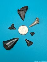 All six fossil shark teeth arranged around Canadian dime for scale