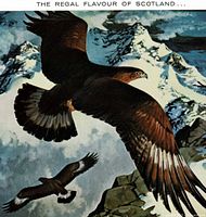 Close-up of eagle illustration from advertisement