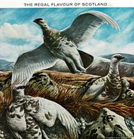 Close view of upper illustration featuring ptarmigans