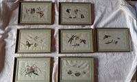 All seven framed insect studies laid out on white surface