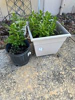 Two green plants, one in black plastic pot and another in large beige square planter with wheels, placed outdoors on paved ground with soil and small rocks visible.