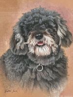Close-up of pastel portrait showing poodle’s face and detail