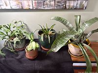 All four potted plants on surface showing pots and foliage