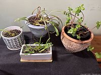 Overview of all four potted plants on table