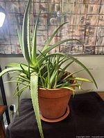 Overall view of Aloe Vera plants in terracotta pot with saucer