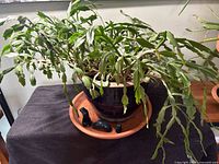 Overall view of Christmas cactus in pot on tray with figurines