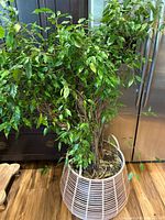 Full view of Ficus benjamina in rattan basket