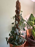 Full view of potted Philodendron climbing moss pole