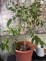 Full view of Schefflera plant in decorative plastic pot