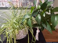 Spider plant and pothos together showing planters and hanger