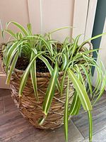 Spider plant in plastic pot inside woven basket, angled left view