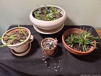 All four potted plants grouped together